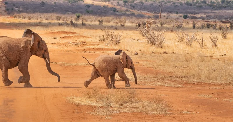 Welche Kleidung sollte ich für eine Safari in Kenia tragen?