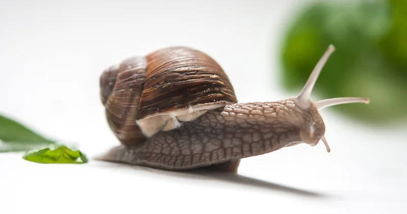 Hochzeitsgeschenke für den Garten nach Budget