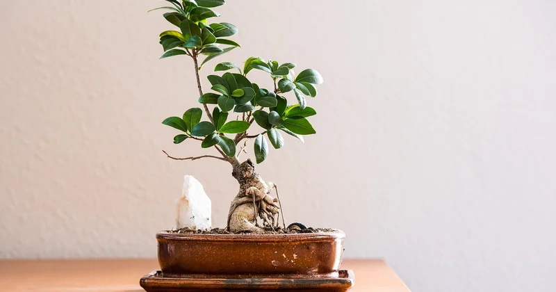 Glossing im Salon vs. zu Hause: Ein Vergleich