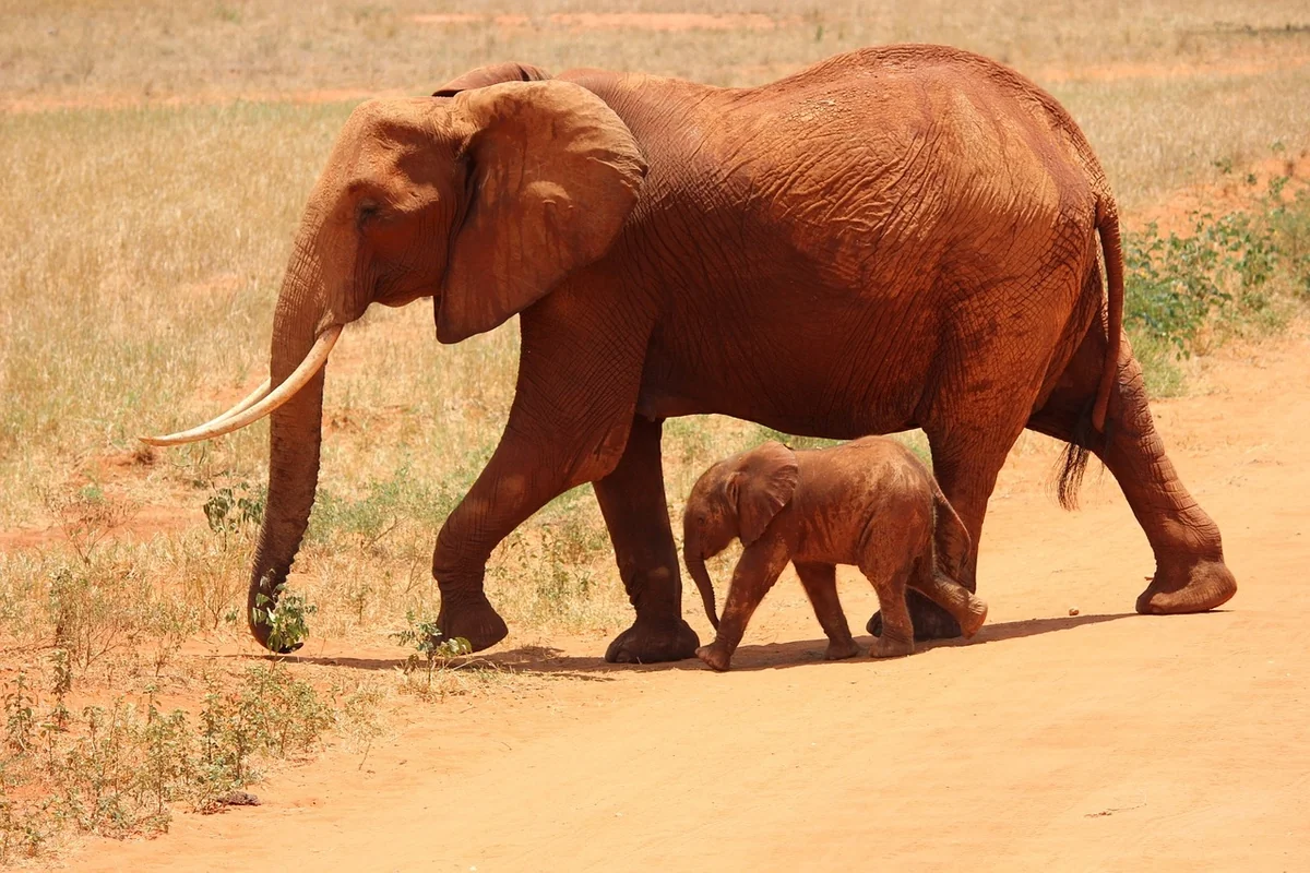 Welche Tiere sieht man im Tsavo Nationalpark?