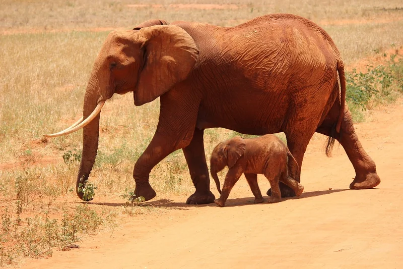 Welche Tiere sieht man im Tsavo Nationalpark?