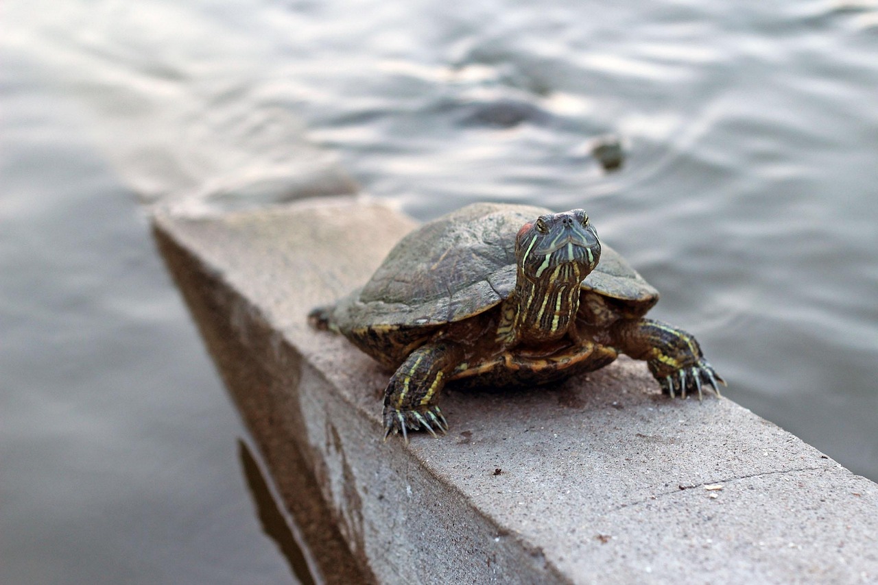 entdecken sie die welt der exoskelette: innovative technologien zur unterstützung von mobilität, rehabilitation und arbeitskraft. erfahren sie mehr über vorteile, einsatzmöglichkeiten und aktuelle entwicklungen im bereich moderner exoskelette.